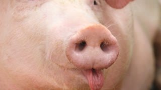 Schweinerüssel: Schweine können nicht pfeiffen