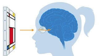 Weg des Lichts ins Auge (Illustration): Bis wir ein Objekt erkennen, brauchen wir ungefähr 150 Millisekunden. Die meiste Zeit davon verbringt das Signal sozusagen "in unserem Kopf".