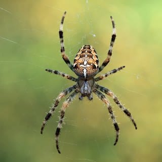 Kreuzspinne im Netz: Spinnen haben nach heutigem Stand keine Ohren. Sie können trotzdem im weitesten Sinn so etwas wie "hören".