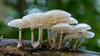 Beringter Schleimrübling: Pilze sind weder Tiere noch Pflanzen