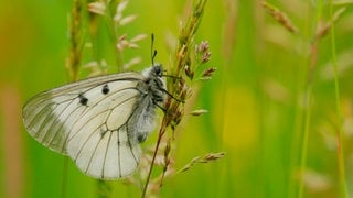 Schwarzer Apollo (Parnassius mnemosyne) an einem Grashalm: Das Entscheidende im Bereich Klima und Insekten ist, dass im Grünland durch die starke Düngung viel mehr Gräser wachsen als früher, wo es eher niedrigere Kräuterarten waren. Diese Gräser wachsen sehr hoch und dadurch herrscht in dem Mikroklima, in dem die Insekten vorkommen, eher kühleres feuchteres Klima, weil es viel größere schattenwerfende Gräser gibt als früher. Das mögen die Insekten nicht so gerne. 