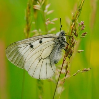 Schwarzer Apollo (Parnassius mnemosyne) an einem Grashalm: Das Entscheidende im Bereich Klima und Insekten ist, dass im Grünland durch die starke Düngung viel mehr Gräser wachsen als früher, wo es eher niedrigere Kräuterarten waren. Diese Gräser wachsen sehr hoch und dadurch herrscht in dem Mikroklima, in dem die Insekten vorkommen, eher kühleres feuchteres Klima, weil es viel größere schattenwerfende Gräser gibt als früher. Das mögen die Insekten nicht so gerne. 