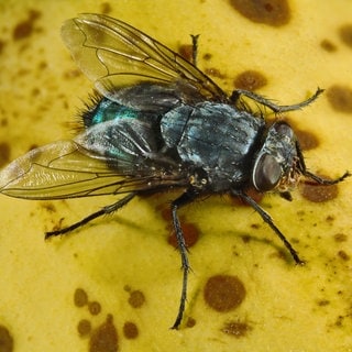 Blaue Flaschenfliege (Calliphora vicina,) auf einer Bananenschale: Bananenschalen verrotten extrem langsam – der Prozess kann fünf Jahre dauern