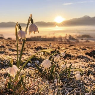 Märzenbecher (Leucojum vernum) im Frühling bei Sonnenaufgang: Der Frühlingspunkt ist der Ort auf der Erdumlaufbahn, an dem sich die Erde zum Frühlingsbeginn befindet.