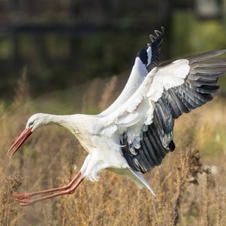 Ein Weißstorch (Ciconia ciconia) setzt zur Landung an: Woher die Vögel wissen, wann sie aus Afrika zurückkommen müssen, ist noch unbekannt. Die Störche haben wohl eine Jahresrhythmik, die ihnen ungefähr sagt, wann sie kommen sollen.