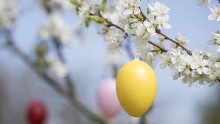 Gelbes Osterei an blühendem Baum