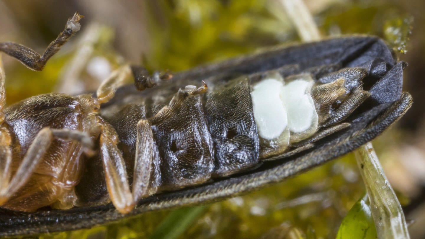 Johanniswürmchen (Lamprohiza splendidula, Phausis splendidula), liegt auf dem Rücken und zeit sein Leuchtorgan
