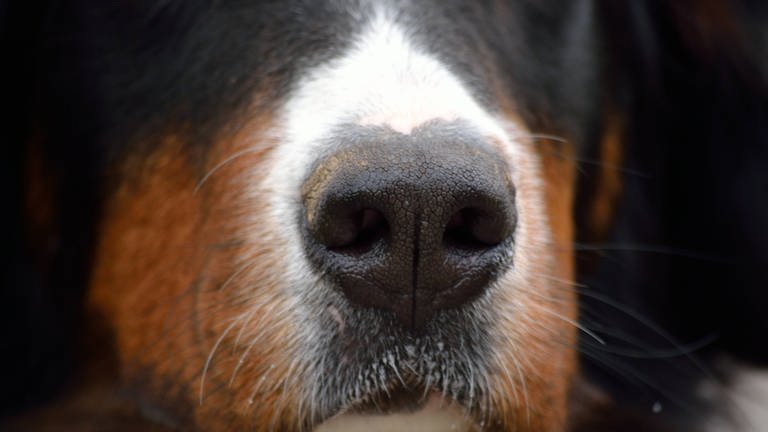 Hunde sollen Corona erschnüffeln SWR Wissen