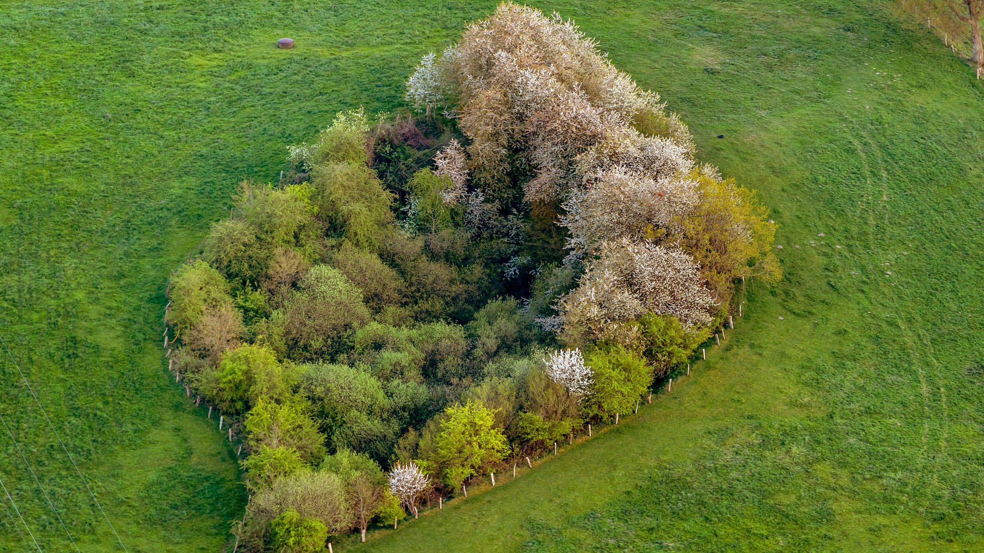 Ab Wie Vielen Baumen Spricht Man Vom Wald Terminologie Swr Wissen