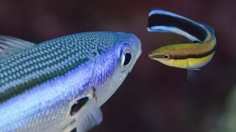 Wie Intelligent Sind Fische Swr Wissen