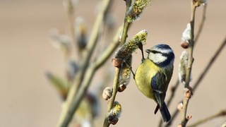 Blaumeise an blühender Weide: Haben Vögel im Frühling mehr Hunger als im Winter?