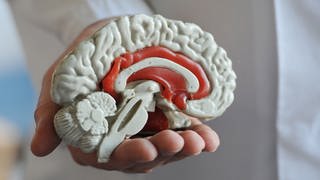 Das Modell von einem menschlichen Gehirn (Symbolbild)