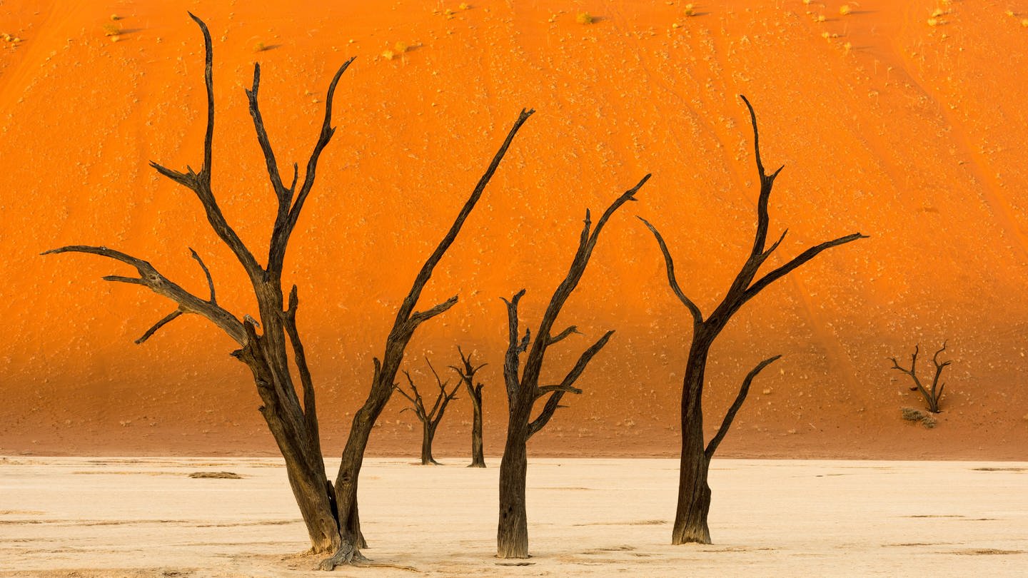 Namibische Wüste mit verdorrten Bäumen