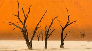 Namibische Wüste mit verdorrten Bäumen