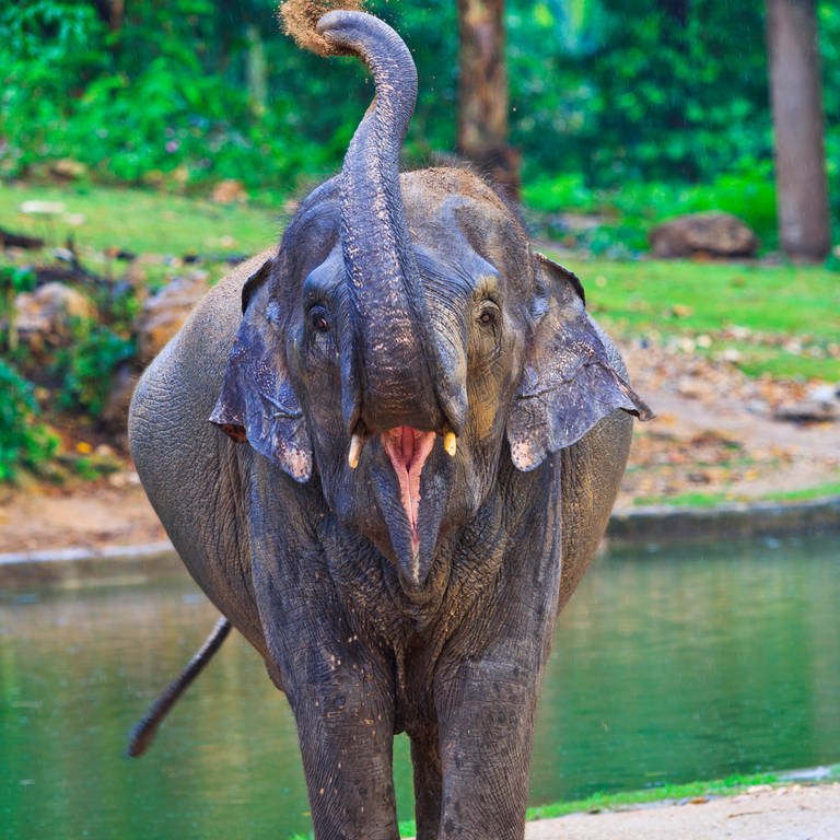Elefant mit gehobenem Rüssel und offenem Mund