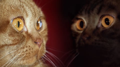 Gesicht einer orangenen Katze und ihr gespiegeltes Abbild in schwarz.