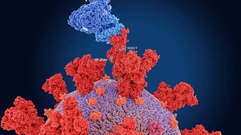 Ein Corona-Virus bindet mit seinem Spike-Protein an eine Körperzelle