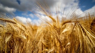 Ähren auf einem Gerstenfeld vor einem bewölkten Himmel