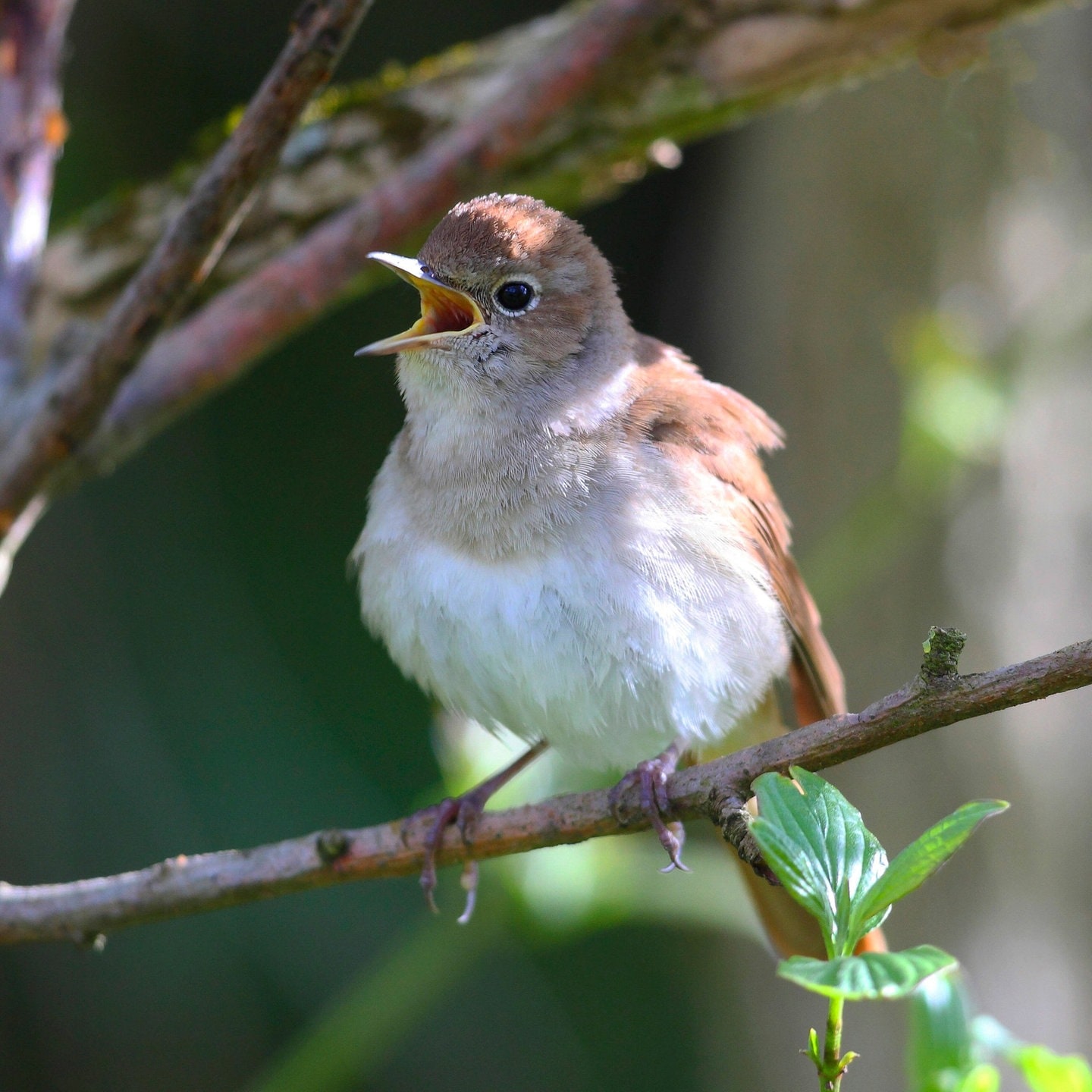 Vogelgezwitscher Stärkt Die Mentale Gesundheit - SWR Wissen