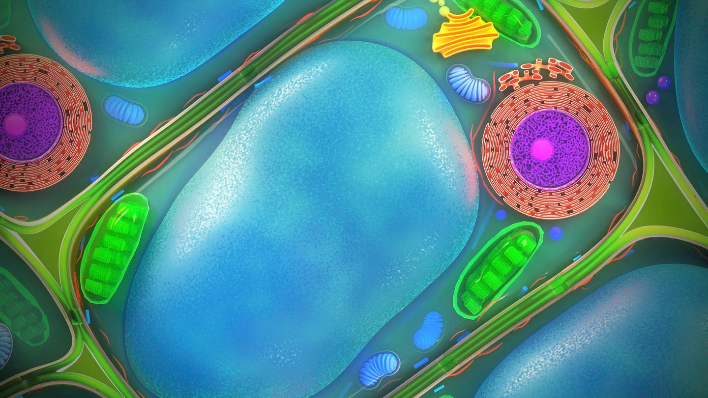 Illustration einer Pflanzenzelle