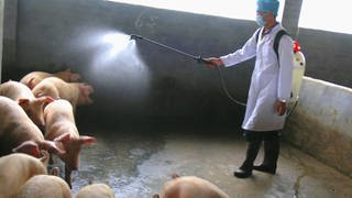 Schweinegrippe-Virus in China - Bauer desinfiziert Schweine