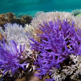 Korallen leuchten als Reaktion auf Klimawandel.