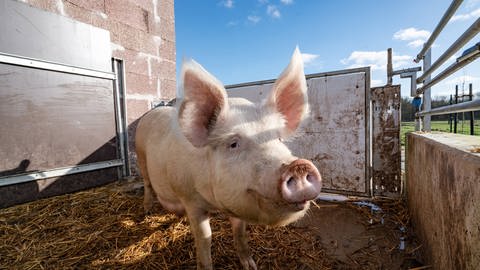 Schweine sind für Tierveterinäre interessante Untersuchungsobjekte, weil Coronaviren bei ihnen an den gleichen Rezeptoren andocken wie bei Menschen.