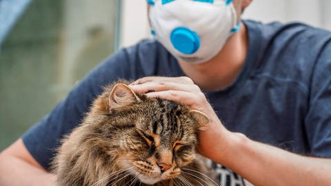 Auch Katzen können sich mit Coronaviren infizieren. Dass Katzen das Virus auch umgekehrt auf Menschen übertragen können, gilt nach aktuellem Stand als eher unwahrscheinlich.
