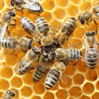 Bienen beim Schwänzeltanz