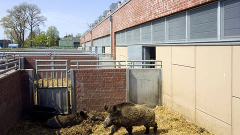 Wildschweine im Freilauf des Quarantänestallgebäudes am Friedrich-Loeffler-Institut auf Riems.