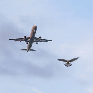 Ein Turmfalke in der Luft neben einem Airbus 320