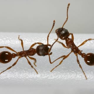Ameisenbilder 3