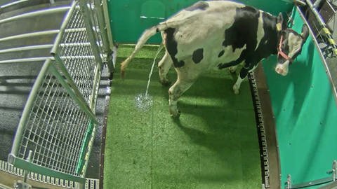 Eine Kuh, die gelernt hat, in einer Versuchslatrine zu urinieren. 