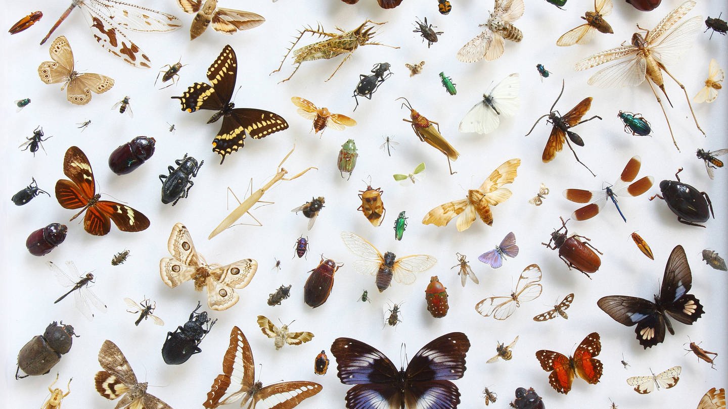 Eine Vielfalt von Insekten aus der Sammlung des Museums fuer Naturkunde in Berlin