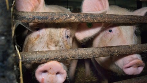 Schweine haben ähliche Rezeptoren, an denen das neue Coronavirus andocken kann, wie wir Menschen. Warum sie sich dennoch nicht damit infizieren, gibt den Forschern Rätsel auf.