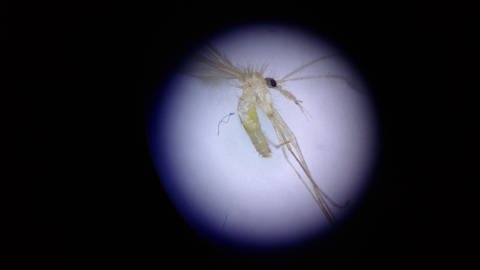 Sandmückenforschung bedeutet auch die gefangenen Exemplare auf Infektionen hin zu untersuchen.