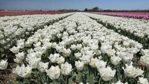Tulpenzucht in den Niederlanden: riesige Felder für den internationalen Markt.