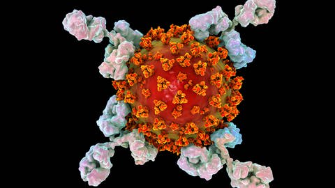 Der mRNA Impfstoff funktioniert grob gesagt so,  dass nicht Viruspartikel, sondern nur der Bauplan für ein bestimmtes, ungefährliches Virusprotein gespritzt wird. 