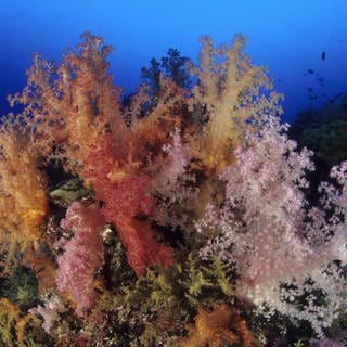 Korallenriff Aldabra Atoll