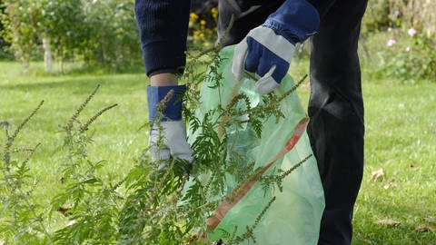 Das Beifußblättriges Traubenkraut (Ambrosia artemisiifolia) ist eine invasive Pflanze, die Allergien auslösen kann. Wegen diesem Risiko ist es ratsam, sie aus dem Garten zu entfernen. Das gilt auch für anders invasive Arten.