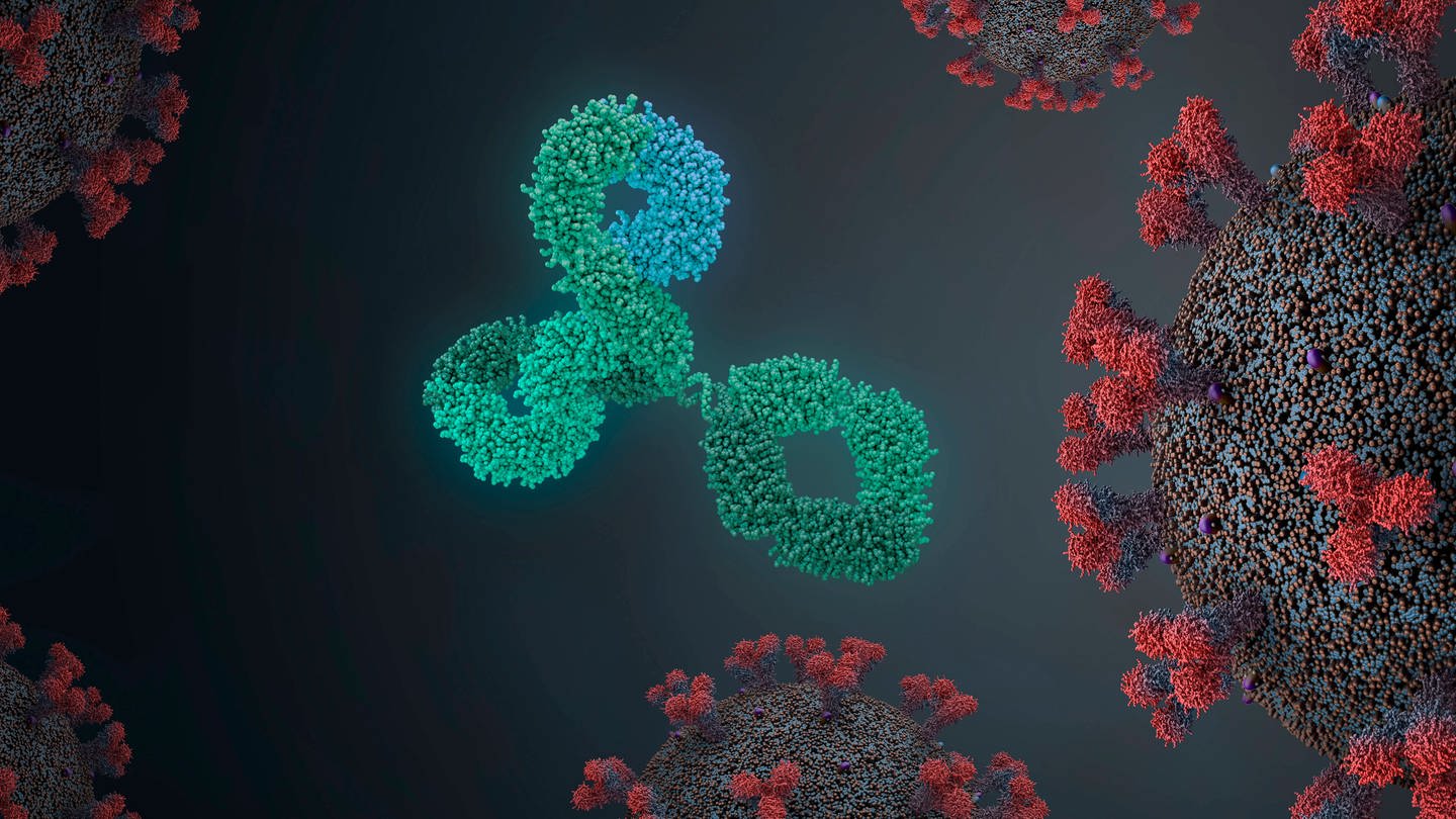 Antikörper attackieren ein Coronavirus (Illustration)