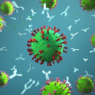 Antikörper greifen Coronavirus an 