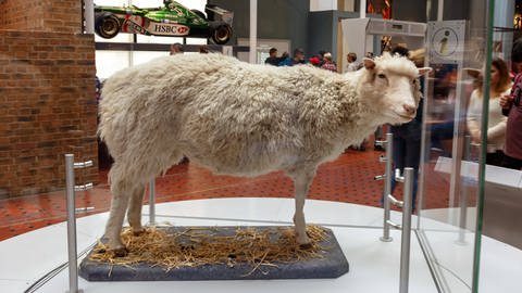 Das Klonschaf Dolly wurde ausgestopft und ist nun in einem Museum in Edinburgh zu bewundern.