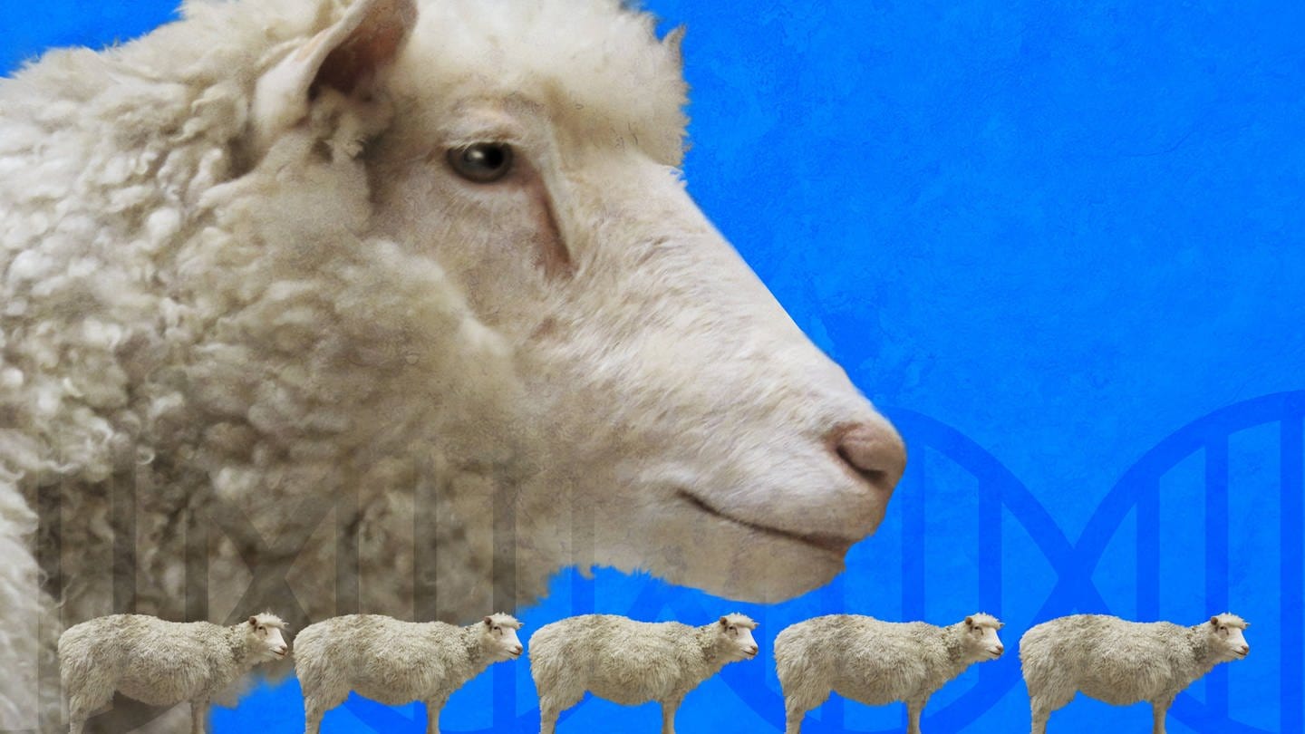Das Klonschaf Dolly ist das wohl berühmteste Schaf der Welt. Es war jedoch sehr krank und wurde nicht alt.