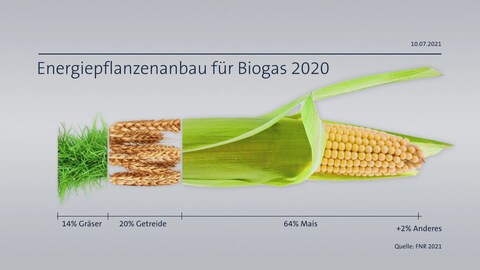 Ein großer Anteil der Biogas-Produktion basiert auf Mais. Das ist aus Umweltperspektive nicht die beste Lösung.