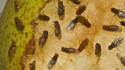 Eine Fruchtfliege kommt selten allein. Unter normalen Umständen leben Fruchtfliegen zusammen mit einigen Artgenossen.