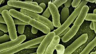 Escherichia coli