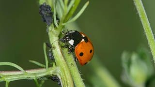 Siebenpunkt-Marienkäfer (Coccinella septempunctata) auf der Jagd nach Blattläusen.