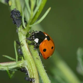 Siebenpunkt-Marienkäfer (Coccinella septempunctata) auf der Jagd nach Blattläusen.