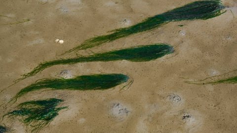 Seegras bei Ebbe im Wattenmeer der Nordsee.